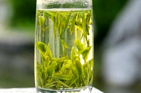 哪种茶可以做抹茶粉