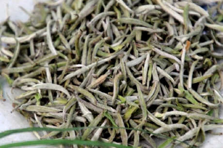 白茶有哪些品种？