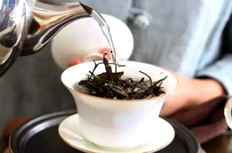 如何泡老白茶是正确的方法
