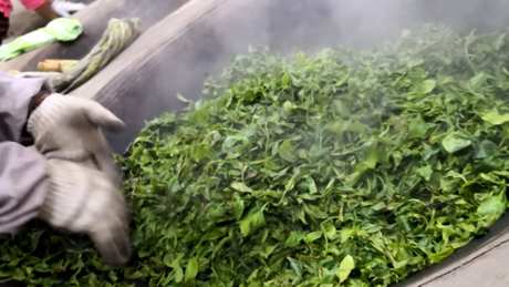 晒青毛茶是生普吗？