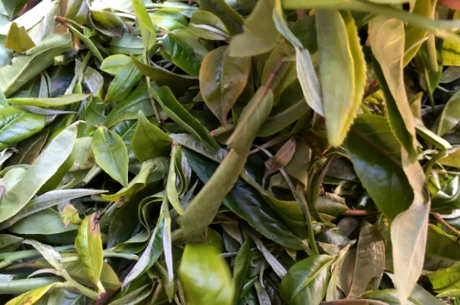 晒青毛茶是什么茶？