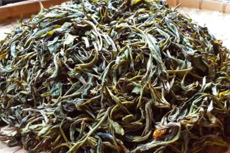 晒青毛茶是生的还是熟的？