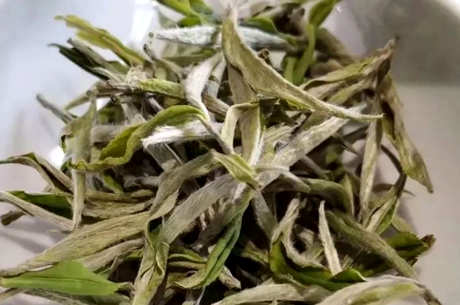 喝什么茶最好？