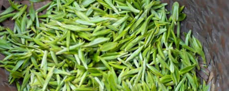 乌牛早茶属于什么茶？