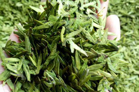 乌牛早茶属于什么茶？