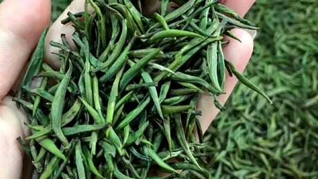 明前绿茶是什么茶？