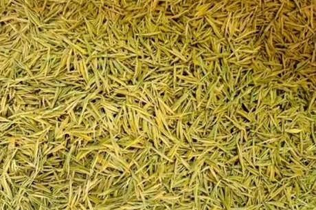 安吉黄金芽属于什么茶？