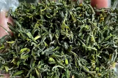 日照绿茶怎么样？