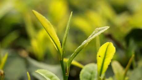 谷雨茶不同于明前茶