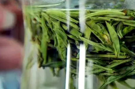 谷雨茶不同于明前茶