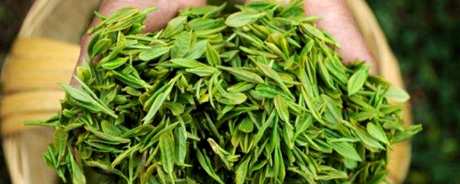 什么品种的绿茶好喝？