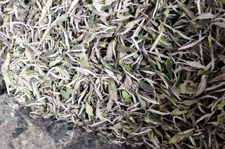 牡丹王是什么茶？
