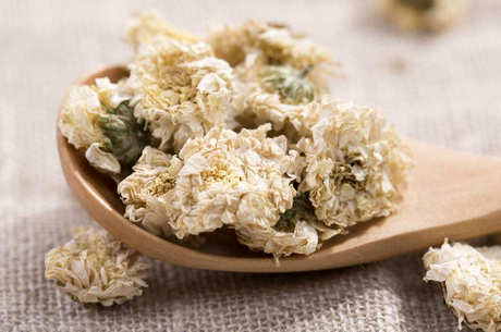 菊花茶用什么菊花？