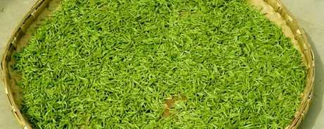 炒青茶是什么茶？