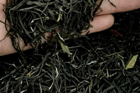 什么是黑毛尖茶？