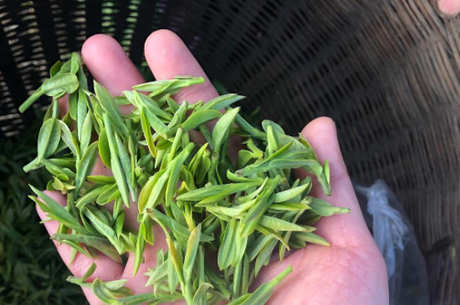 什么是扁茶？