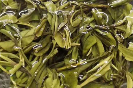 什么是扁茶？