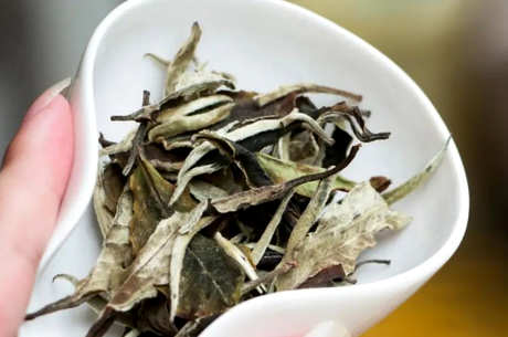 白茶年份越长越好