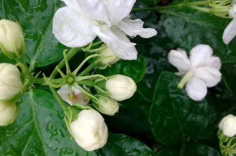 茉莉属于什么茶？