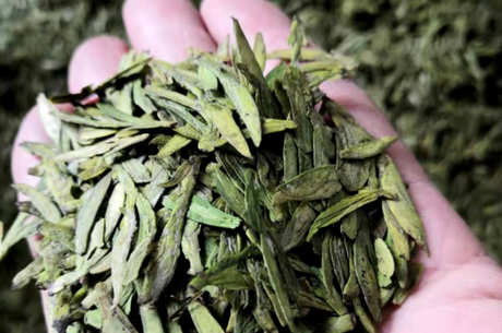 芽茶和叶茶有什么区别？