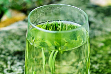什么茶属于翠芽？
