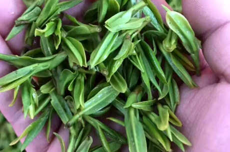 湄潭翠芽是什么茶？