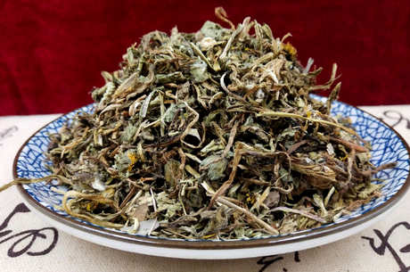 几天喝一次蒲公英茶