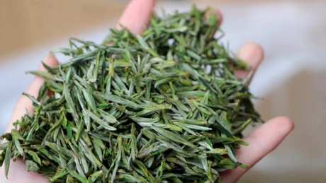 哪些茶属于绿茶