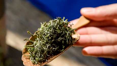 崂山绿茶产地
