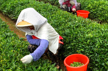 崂山绿茶产地