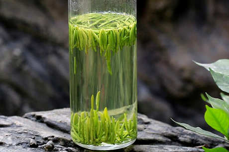 雀舌茶的产地在哪里？