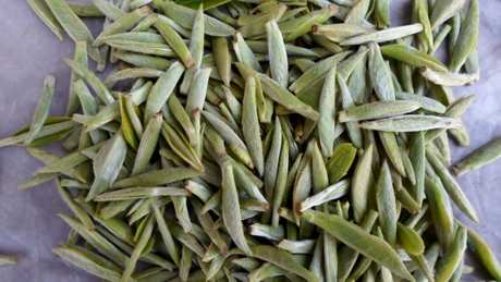 什么茶是白毫银针？