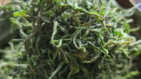绿茶有哪些品种？