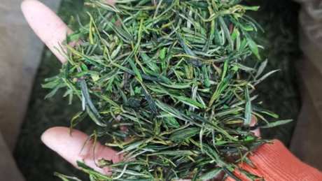 常见的绿茶有哪些品种？