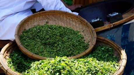 日照绿茶的特点