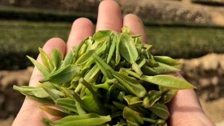 日照绿茶保质期