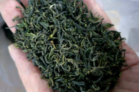 日照绿茶和南方绿茶的区别