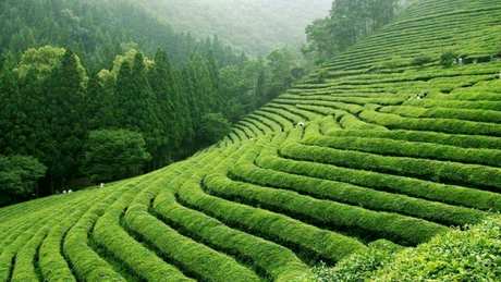 日照绿茶的产地在哪里？