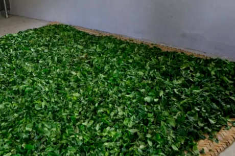 绿茶生产工艺