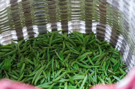 什么茶是顾渚紫笋茶？