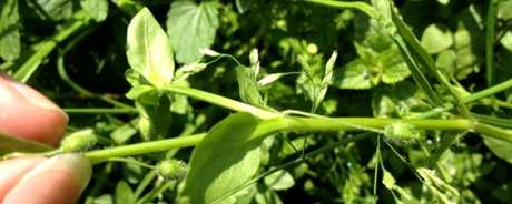 一次放多少克繁缕茶？