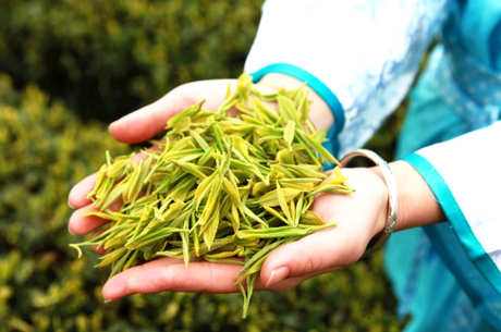 峡州碧峰属于什么茶？