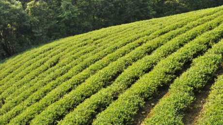 阿里山茶属于什么茶？