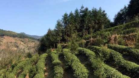 正山小种产地