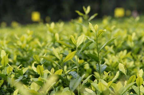 陕西三大名茶