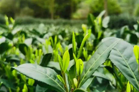 能嚼茶吃吗？