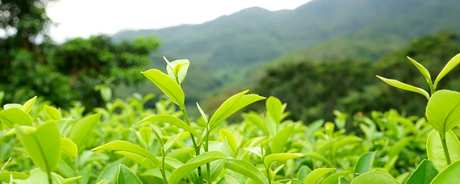 什么是不发酵茶？