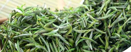 雀舌茶产地