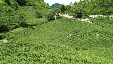 空山茶在哪里？