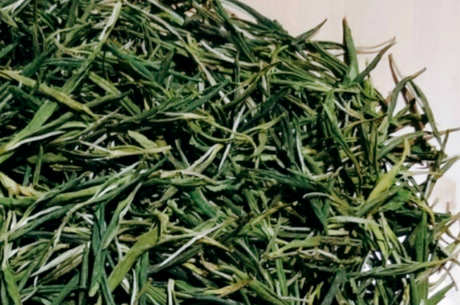 松阳茶有哪些品种？